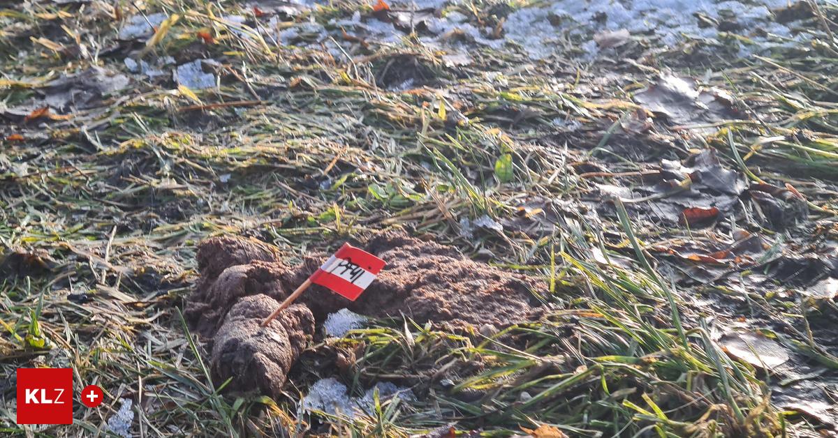 Mit kleinen Fähnchen Pfui Wieso hier Hundehaufen am Wegesrand